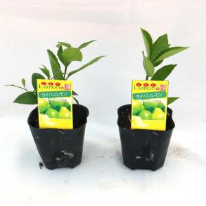 ITANSE レモン苗 大実サイパンレモン 果...の詳細画像1