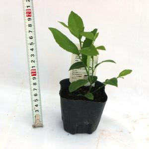 ITANSE レモン苗 大実サイパンレモン 果...の詳細画像2