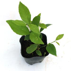 ITANSE レモン苗 大実サイパンレモン 果...の詳細画像3