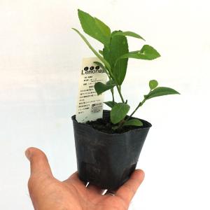 ITANSE レモン苗 大実サイパンレモン 果...の詳細画像4