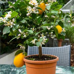 ITANSE レモン苗 大実サイパンレモン 果...の詳細画像5