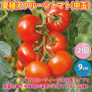 ITANSE トマト苗 夏植えフルーツトマト 中玉 野菜苗 自根苗 9cmポット 2個セット 送料無料 イタンセ公式｜itanse