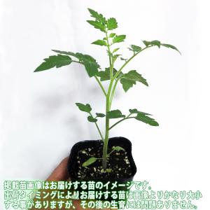 ITANSE トマト苗 夏植えフルーツトマト ...の詳細画像2