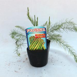 ITANSE アスパラガスの苗 緑アスパラガス...の詳細画像1