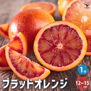 ブラッドオレンジ 苗 【ブラッドオレンジ タロッコ】 3年生 接ぎ木 約