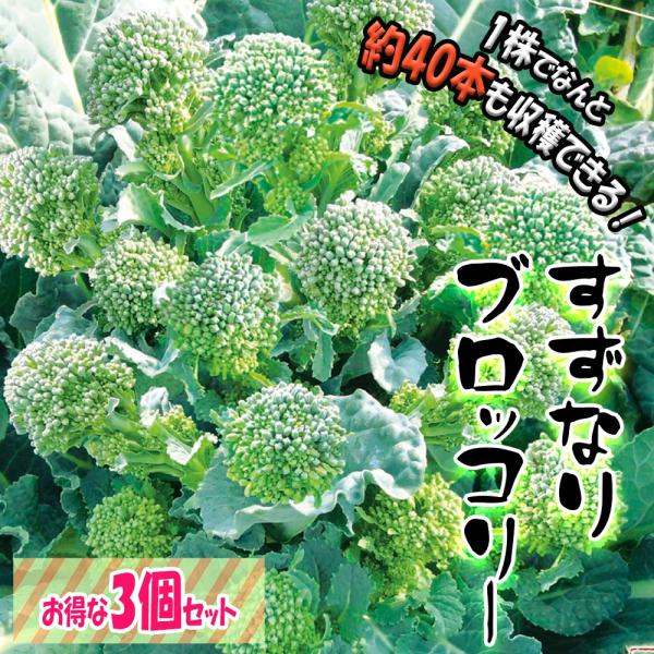 ITANSE ブロッコリー苗 すずなりブロッコリー 野菜苗 9cmポット 3個セット 送料無料 イタ...