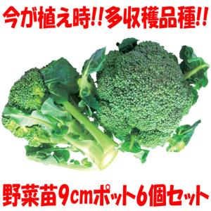 ITANSE ブロッコリー苗 味わいブロッコリー 野菜苗 9cmポット 6個セット 送料無料 イタンセ公式｜itanse