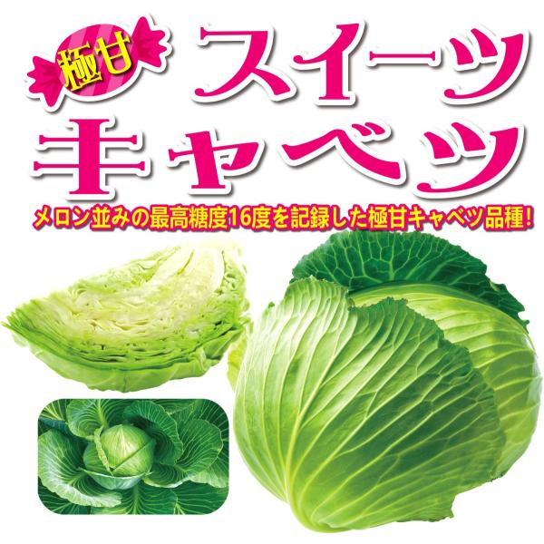 ITANSE キャベツ苗 スイーツキャベツ 野菜苗 9cmポット 3個セット 送料無料 イタンセ公式