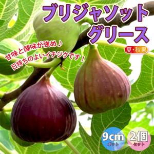 甘い イチジク 品種 果樹の苗 苗木 の商品一覧 苗木 植木 花 ガーデニング 通販 Yahoo ショッピング