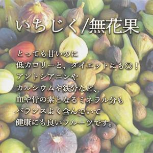 ITANSE イチジク苗 ミニイチジク ドウロ...の詳細画像3