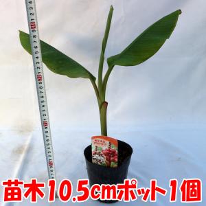 ITANSE バナナ苗 アケビバナナ(耐寒性バ...の詳細画像1
