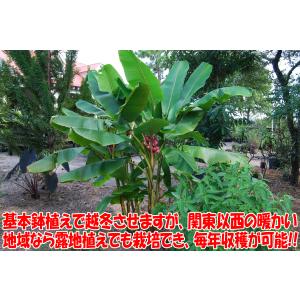ITANSE バナナ苗 アケビバナナ(耐寒性バ...の詳細画像5