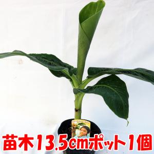 ITANSE バナナ苗 ドワーフモンキーバナナ...の詳細画像1