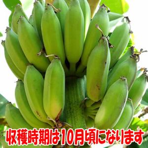 ITANSE バナナ苗 ドワーフモンキーバナナ...の詳細画像5
