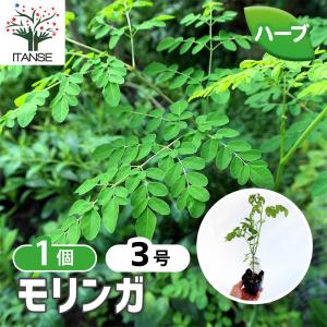 耐寒性常緑低木 ハーブ苗 の商品一覧 苗 花 ガーデニング 通販 Yahoo ショッピング