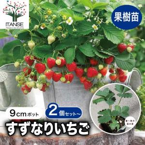 いちご 苗 ビッグハニー 販売 大粒 病気に強い ジャンボプランター