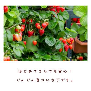 イチゴ苗 すずなりいちご 野菜苗 9cmポット...の詳細画像3