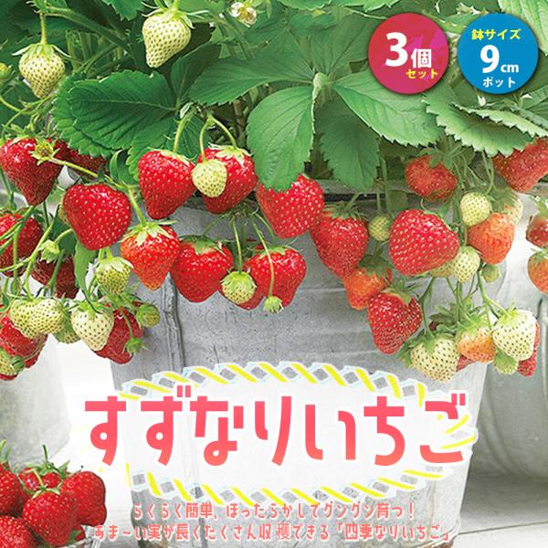 イチゴ苗 すずなりいちご 野菜苗 9cmポット 3個セット 送料無料