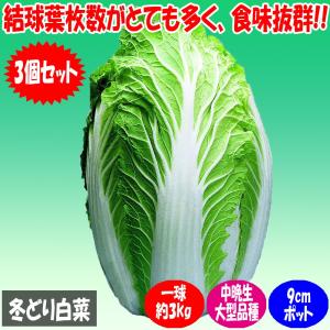 白菜+苗の商品一覧 通販 - Yahoo!ショッピング