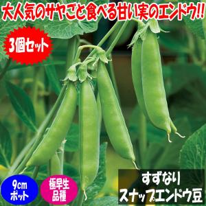 えんどう豆苗 すずなりスナップエンドウ 野菜苗 9cmポット