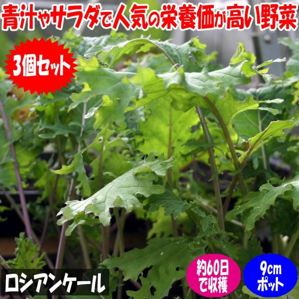 ITANSE ケール苗 ロシアンケール 野菜苗 9cmポット 3個セット 送料無料 イタンセ公式