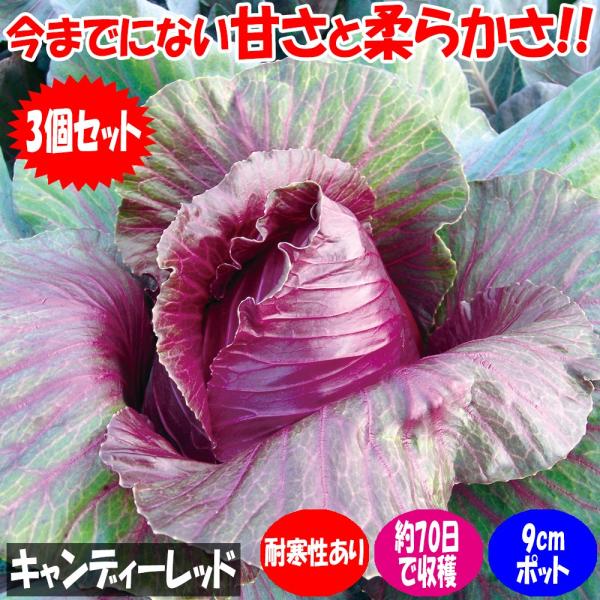ITANSE キャベツ苗 紫サラダキャベツ キャンディーレッド 野菜苗 9cmポット 3個セット 送...