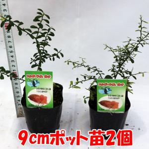 ITANSE フィンガーライム苗 ピンク 果樹...の詳細画像1
