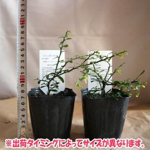 ITANSE フィンガーライム苗 ピンク 果樹...の詳細画像2