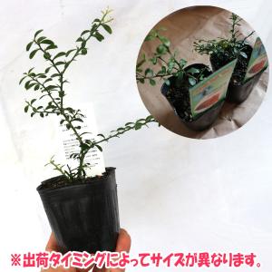 ITANSE フィンガーライム苗 ピンク 果樹...の詳細画像4