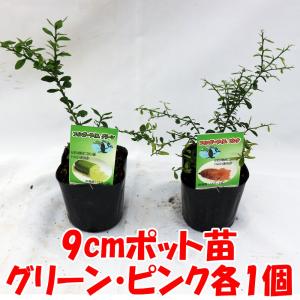 ITANSE フィンガーライム苗 ピンク&グリ...の詳細画像1