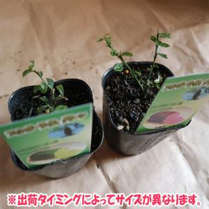 ITANSE フィンガーライム苗 ピンク&グリ...の詳細画像2