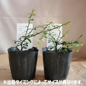 ITANSE フィンガーライム苗 ピンク&グリ...の詳細画像3
