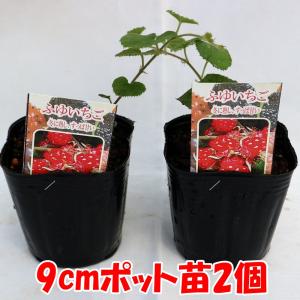 ITANSE 冬苺(ふゆいちご) 果樹苗 1年...の詳細画像1