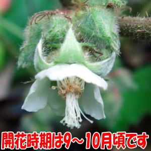 ITANSE 冬苺(ふゆいちご) 果樹苗 1年...の詳細画像4