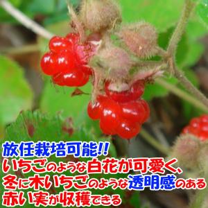 ITANSE 冬苺(ふゆいちご) 果樹苗 1年...の詳細画像5