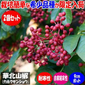 ITANSE 華北山椒(カホクサンショウ) 果樹苗 1年生挿し木苗 9cmポット 2