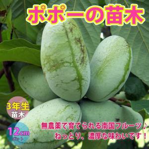 栗の苗木 天津甘栗 果樹の苗木 4号/1個売り 栗苗 栗の苗 栗の木 くりの