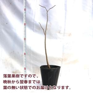 ITANSE ポポーの苗木 果樹苗 3年生実生...の詳細画像3