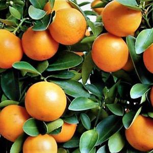 ITANSE 金柑苗 寧波金柑(ニンポウキンカ...の詳細画像4