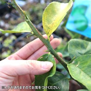 ITANSE レモン苗 マイヤーレモンの苗木 ...の詳細画像3