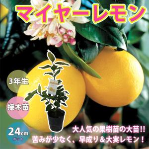 ITANSE レモン苗 マイヤーレモンの苗木 果樹苗 12〜15cmポット 1年生