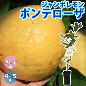 ITANSE レモン苗 大実ジャンボレモン ポンテローザの苗木 果樹苗 4〜5号鉢 1〜2年生挿し木苗 樹高約50cm 1個 送料無料 イタンセ公式