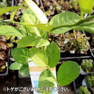 ITANSE レモン苗 大実ジャンボレモン ポ...の詳細画像4