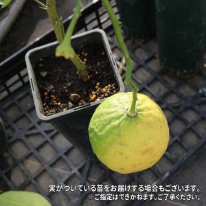ITANSE レモン苗 大実ジャンボレモン ポ...の詳細画像5