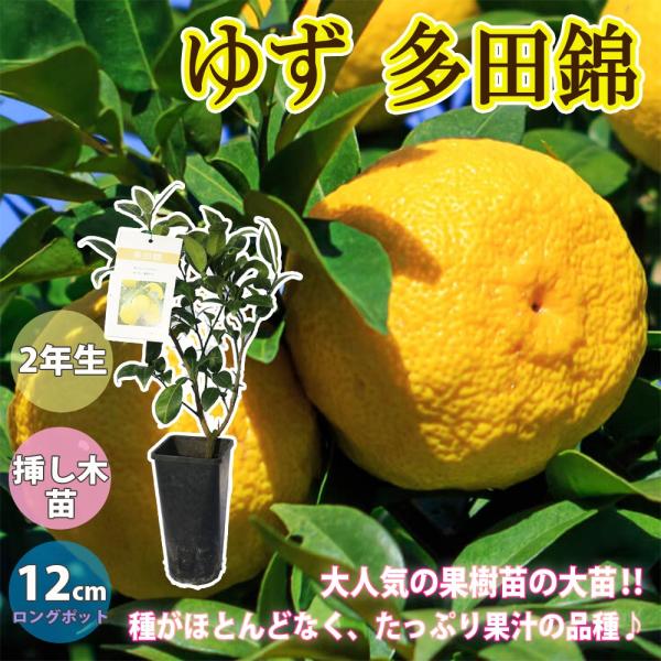 ITANSE 柚子苗 多田錦の苗木 果樹苗 12cmロングポット 2年生挿し木苗 樹高約50cm 1...