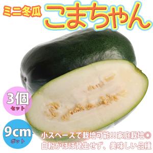 ITANSE 冬瓜の苗 ミニ冬瓜(こまちゃん) 野菜苗 9cmポット 3個セット 送料無料 冬瓜 とうがん トウガン 苗 イタンセ公式