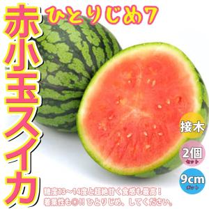 ITANSE スイカの苗 ひとりじめ7 野菜苗 接木苗 9cmポット 2個セット 送料無料 西瓜 すいか スイカ 苗 イタンセ公式｜itanse