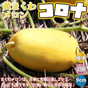 ITANSE メロンの苗 黄まくわメロン(コロナ) 野菜苗 接木苗 9cmポット 2個セット 送料無料 めろん メロン 苗 イタンセ公式｜itanse