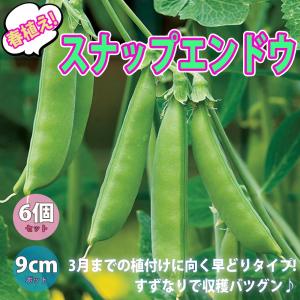 ITANSE えんどう豆苗 すずなり肉厚 スナップエンドウ豆 春植えタイプの苗 野菜苗 9cmポット 6個セット 送料無料 イタンセ公式