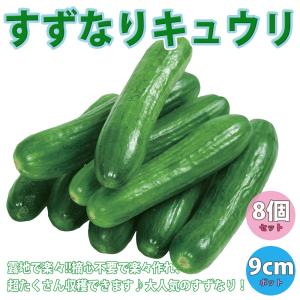 ITANSE キュウリの苗 すずなりキュウリ 野菜苗 自根苗 9cmポット 8個セット 送料無料 きゅうり 胡瓜 キュウリ 苗 イタンセ公式｜itanse